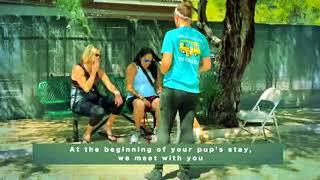 Dog Group Classes Phoenix | Partners Dogs