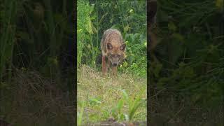 Look-----Golden Jackal #wildlife #jackal #wildlifebangla #nature