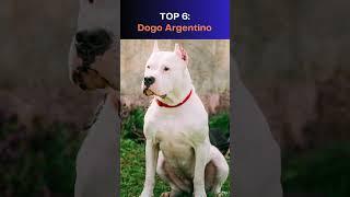 Top 10 Most Dangerous Dogs in the World