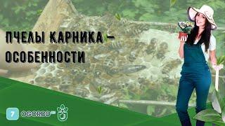 Пчелы Карника — особенности