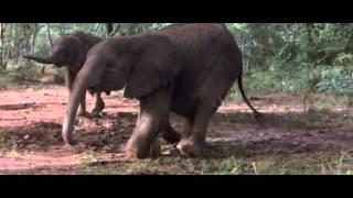 African Animals Getting Drunk Off Ripe Marula Fruit