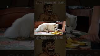 #Samoyed# #hài #haihuocVN90