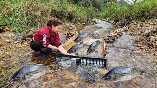 Unique way to trap fish, Ana uses a wooden slide to catch fish in the stream. Surprisingly effective