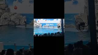 Safari World Thailand - Dolphin Show  #trending #viral #shorts #viralvideo #video 11