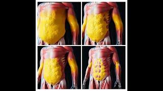 guide to combating visceral fat and improving health