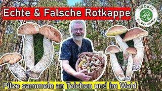 Echte und Falsche Rotkappe im Vergleich - Pilze sammeln an Teichen und im Wald