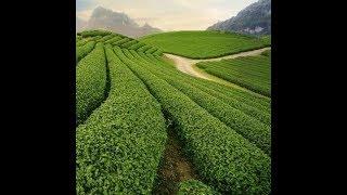 Tea