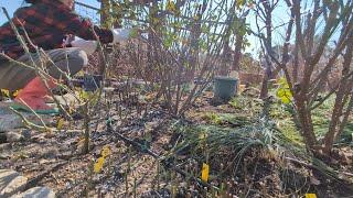 Let's get it done: Pruning 3 giant Madame Anisette roses and an update on my hardwood rose cuttings.