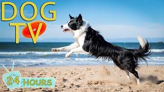 DOG TV: Video Entertain Keep Your Dogs Relax & Happy Home Alone - Best Anti-Anxiety Music for Dogs