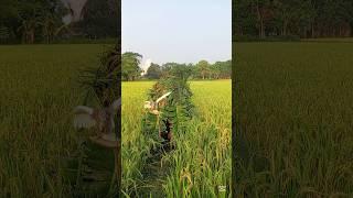‍️how does a hunter catch a bird# super #funny# #video #indonesia #vietnam# #italy# United#Spain