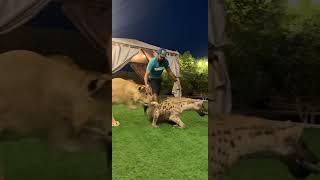 Lion Attack a hyena