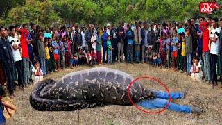 Ngeri !! Detik-Detik Petani Diserang Ular Piton Raksasa Saat Bekerja di Kebun. Warga Histeris...