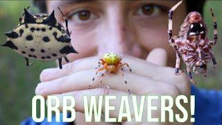 Orb Weaver Spiders: Everything You Need To Know!