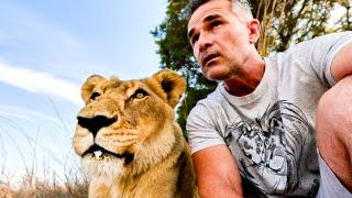 This LION Has Lived a Good Life | The Lion Whisperer