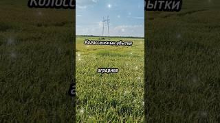 Аграрии пострадали больше чем пчеловоды.. #пчеловодство #новости #агрохолдинг