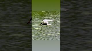 Rare Whiskered Tern Spotted in Ranchi, Jharkhand | Beautiful Nature | Most Beautiful Birds in India