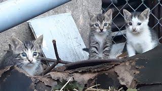 How to socialize older kittens outdoors