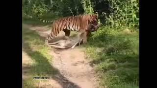 Tiger with a perfect kill.