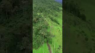 Cocora Valley Colombia