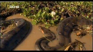 LA ANACONDA  REINA DE LAS SERPIENTES , DOCUMENTAL