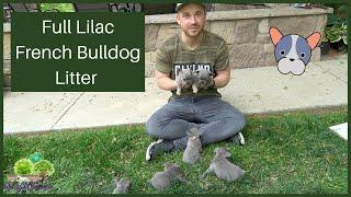 WOW - Six Lilac French Bulldog Litter -  Puppies Playtime!!