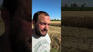 problemi con le #nutrie in #agricoltura e nella #natura #danni #mattthefarmer #alluvione