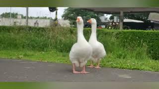 Гуси в городе Схотэн    Geese in the city of Schoten