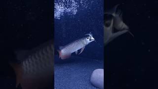 Red tail golden arowana eating gold fish | Short video