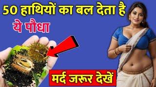 सौ दुखों की एक दवाई ये पौधा 50 हाथियों का बल देता हैं | Plant Benefits| Chhota Dhatura #vastufacts