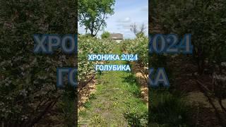 Хроника 2024 голубика. #голубика #blueberry #сад #garden #дача #столинскийрайон #голубикабеларусь