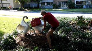 Baby Swans Reunite With Family After Being Taken