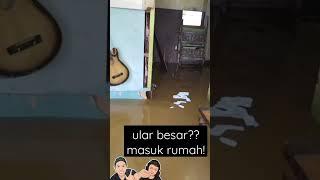 ular besar kaya anconda masuk rumah #shorts