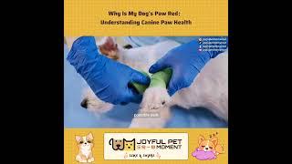 Why Is My Dog's Paw Red： Understanding Canine Paw Health