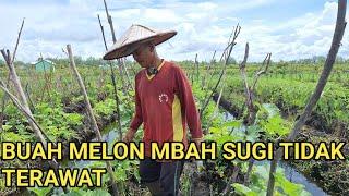 KABAR TERBARU DARI MBAH SUGI LAGI TANAM PADI DAN TANAMAN YANG LAIN SAMPAI TIDAK TERURUS