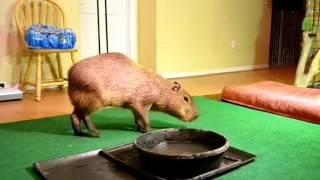 JoeJoe the Capybara Popcorning