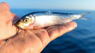 Trying a NEW Technique to Catch Dinner (Offshore Bottom Fishing)