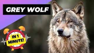 Grey Wolf  The Most Misunderstood Creature Of The Wild | 1 Minute Animals