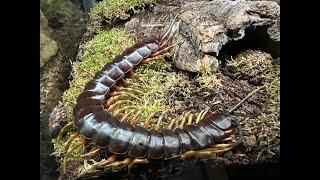 Scolopendra galapagoensis, Darwin's Goliath Centipede custom rehouse and care