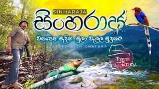 සිංහරාජ වනපෙත මැදින් මුලා වැල්ල මුදුනට | Travel with Chatura sinharaja forest