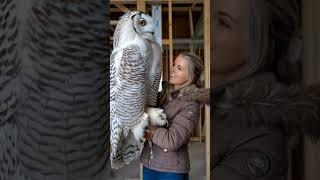 The number one Owl’s #shorts