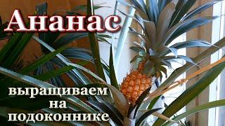 Выращивание ананасов дома. Собираем 1-й урожай ананасов. Как отделить и укоренить коронку ананаса.