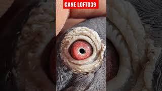 Racing Homer pigeon Eye #pigeonlover#pigeonloft  #pigeons #homerpigeon #ganeloft039 #shorts #