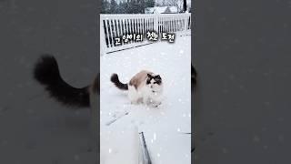 《고양이의 첫눈 도전》#CatFirstSnow #귀여운고양이 #SnowCat #겨울고양이 #고양이영상 #WinterVibes #FirstSnowDay #PetShorts