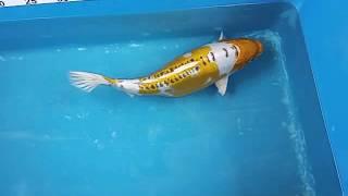 15" Hariwake Koi Carp fish for sale @ love aquatics