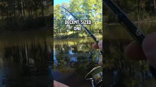 Catching slab bluegill bream!