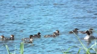 Mergus merganser family of 12