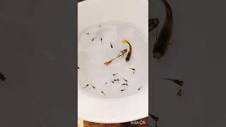 mixed guppies with their babies #guppy #fish#aquarium #pets #ytshorts #trending #content #animals