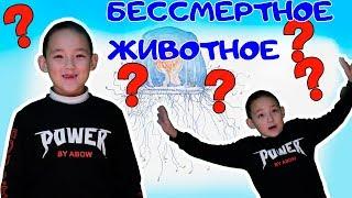 Существует ли бессмертное животное ??? Албанали про Медузу Туритопсис Нутрикула ;)