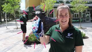Welcome Home - USF Residential Education Fall 2020