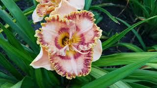 Лилейник Князь Владимир (С. Пикалова)_ Daylily (Hemerocallis 'Князь Владимир)_video 2